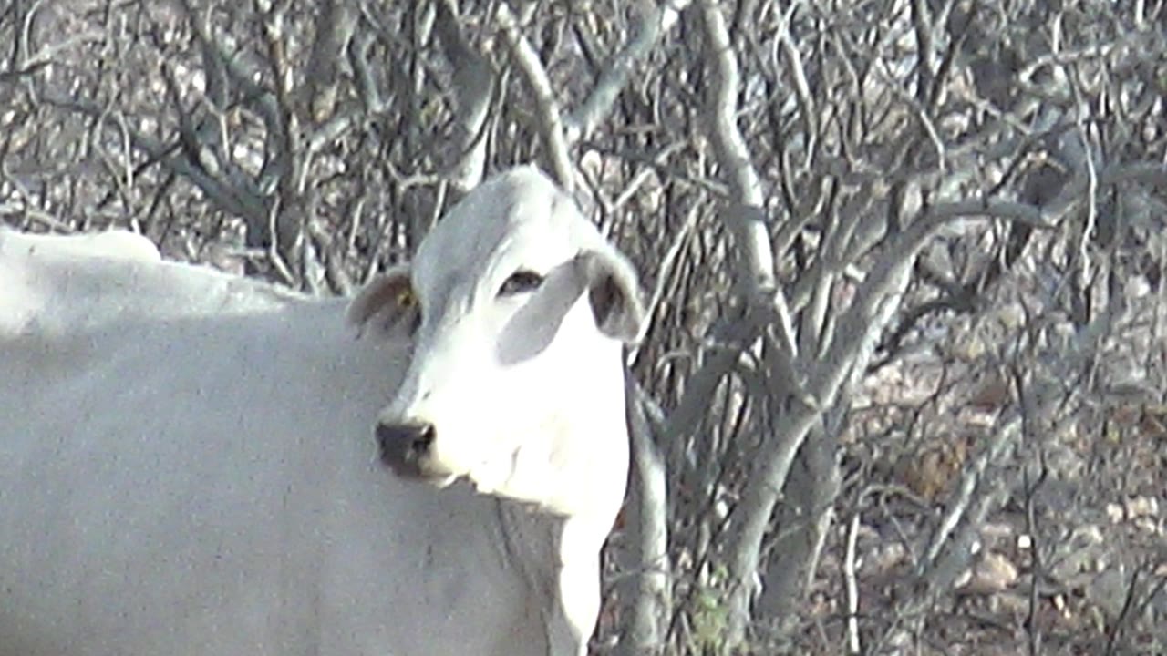 White cow partly framed among dry leafless branches