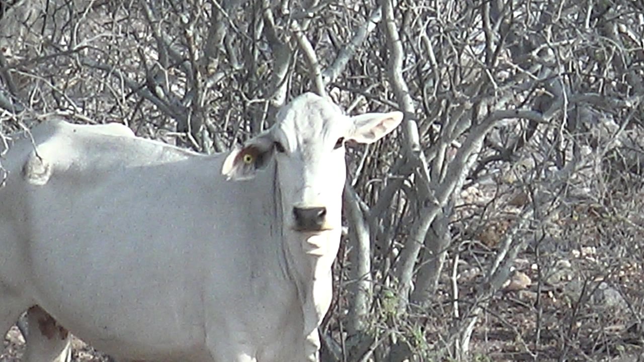 A white cow stands facing the camera in dry scrubland in Cabo Pulmo, Baja California Sur, surrounded by gray branches and rocky earth, with no visible people.