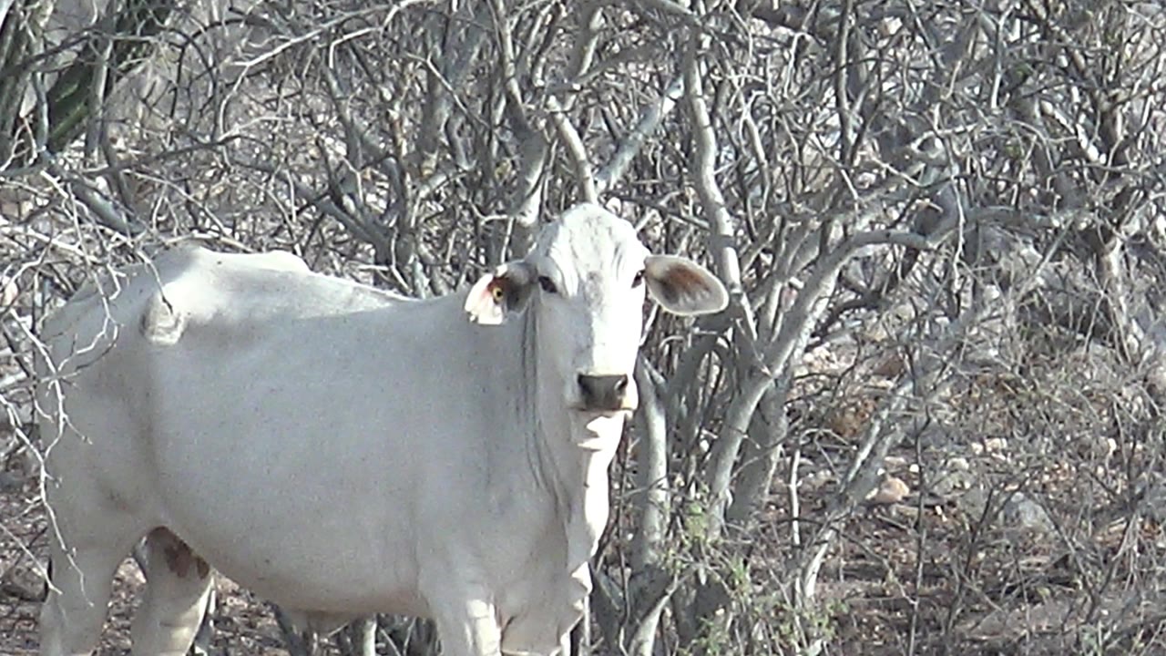 A white cow remains centered among thin gray trees and dry brush in Cabo Pulmo, Baja California Sur, with its head still angled toward the camera and no visible people.