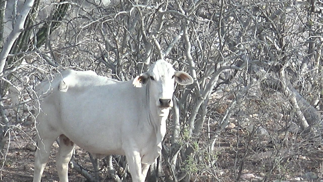 A white cow is seen lower in the frame beside dry branches and scrub in Cabo Pulmo, Baja California Sur, with no visible people.