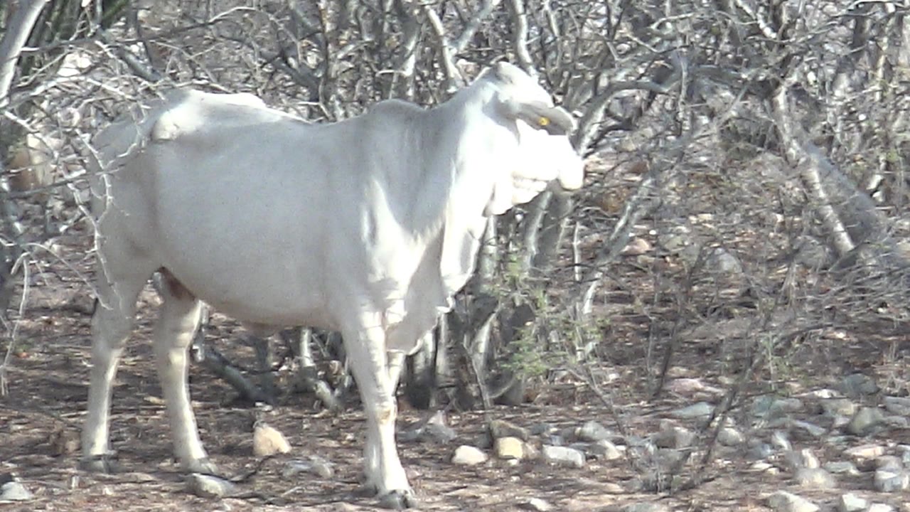 White cow stands side-on in dry Cabo Pulmo bushland with leafless branches, scattered rocks, hard daylight, and no visible people.