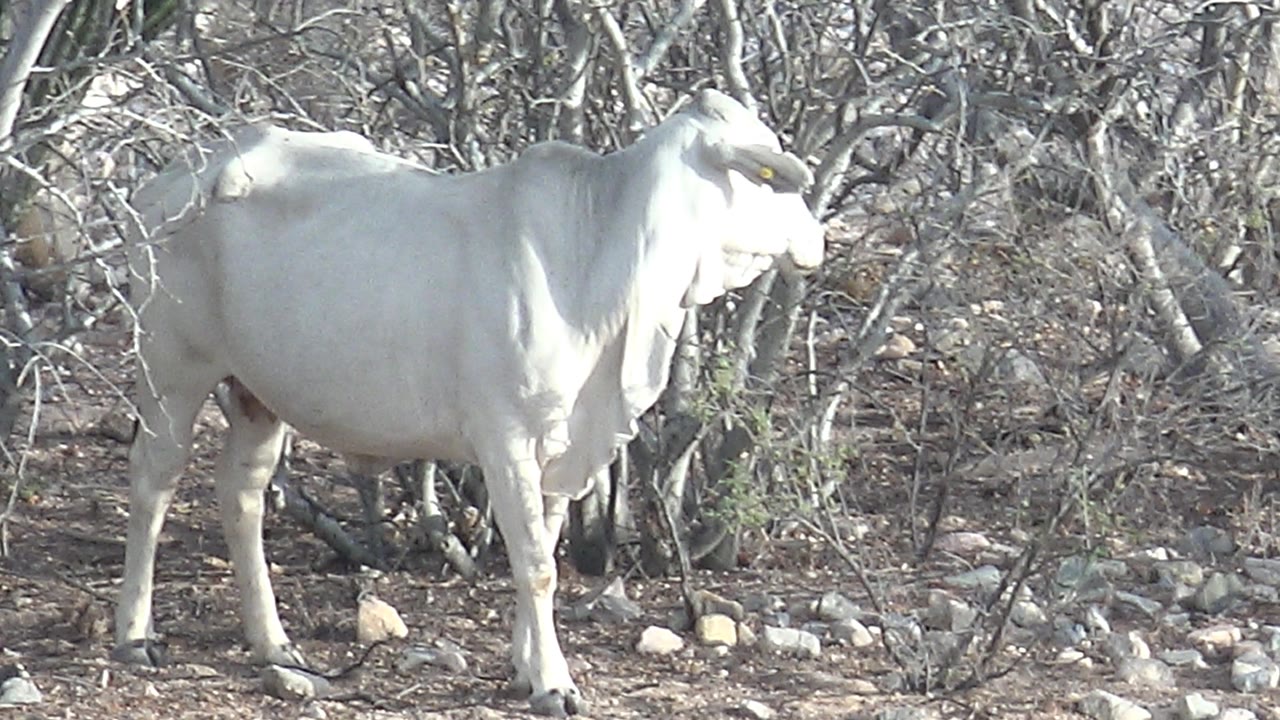 White cow remains broadside in Cabo Pulmo bushland with its head turned slightly right, dry branches behind it, stones underfoot, and no visible people.