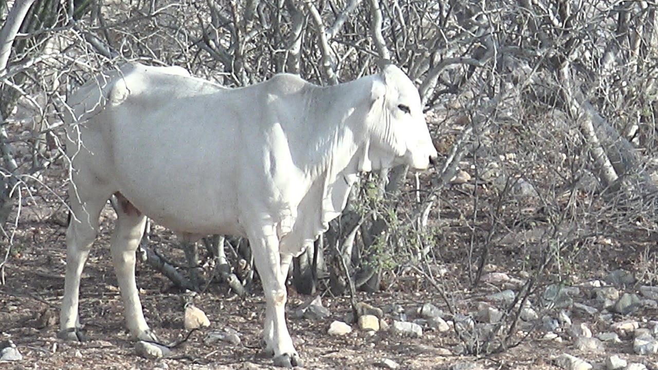 White cow faces farther right in the Cabo Pulmo scrub, framed by pale branches and rocky dry ground with no visible people.