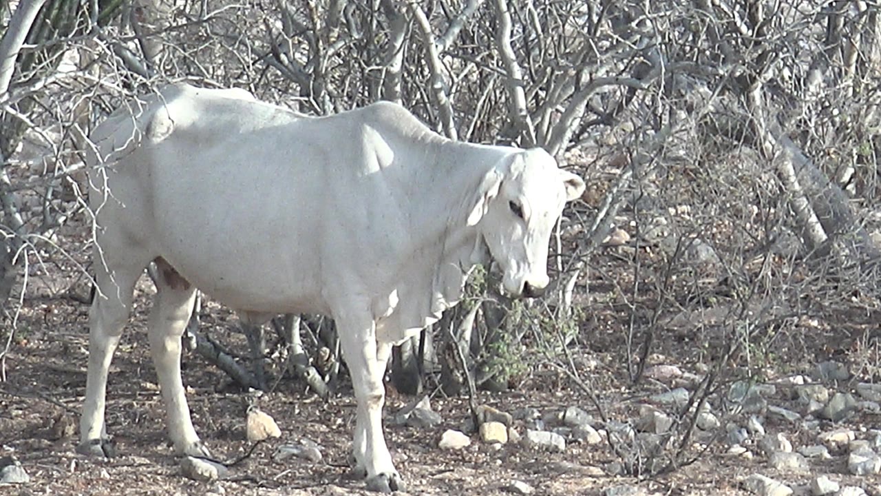 White cow lowering its head near dry foliage