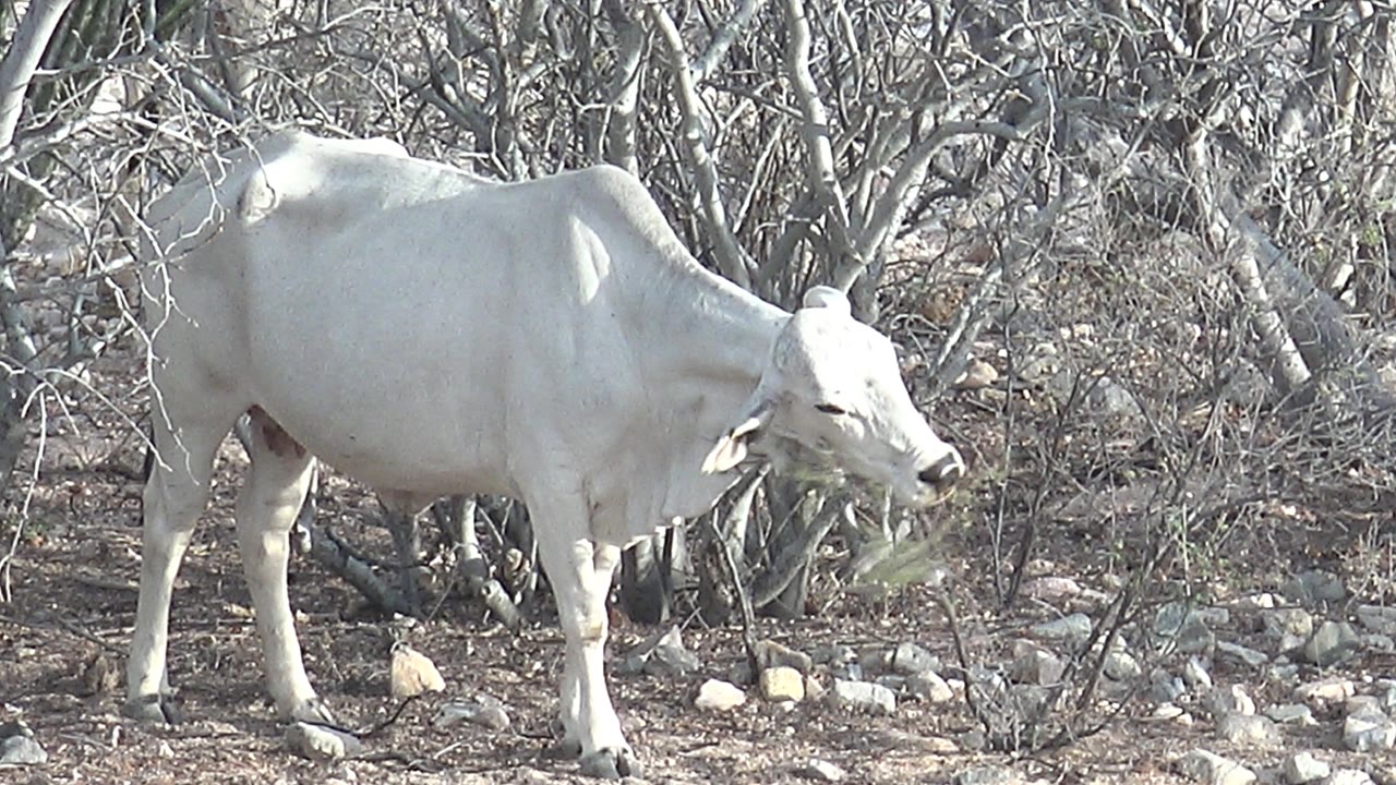 White cow in Cabo Pulmo bushland stands side-on among leafless branches, stones, and dry soil, with no visible people.