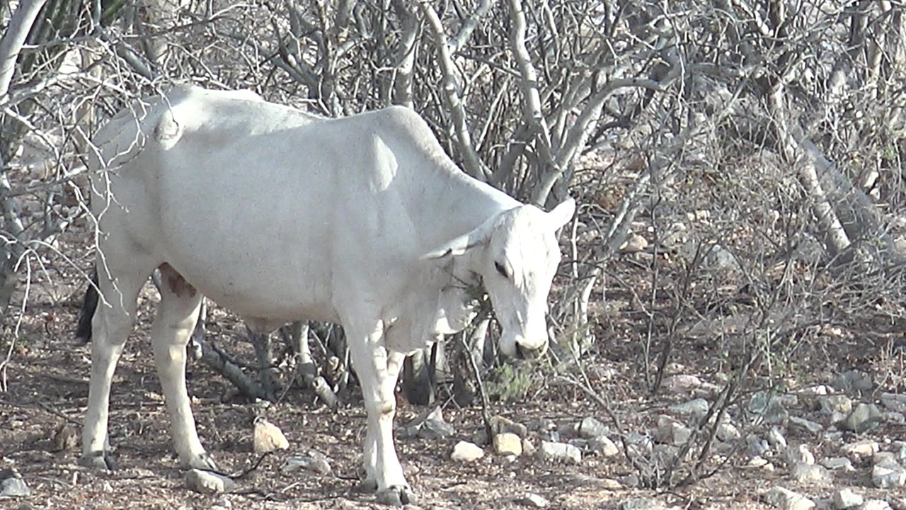 White cow in Cabo Pulmo lowers its head slightly toward sparse scrub and rocky ground, with bare branches filling the background and no visible people.