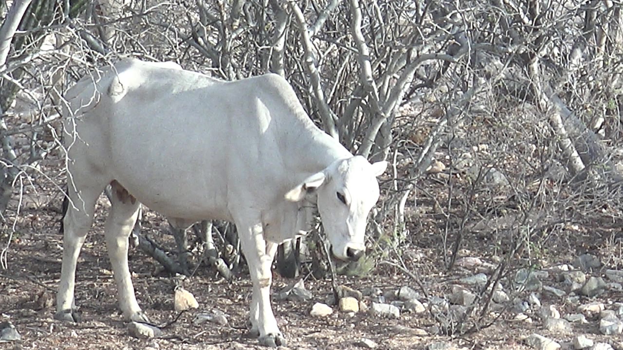 White cow in Cabo Pulmo turns more toward the camera while standing in dry rocky brush, framed by pale trunks and tangled branches with no visible people.
