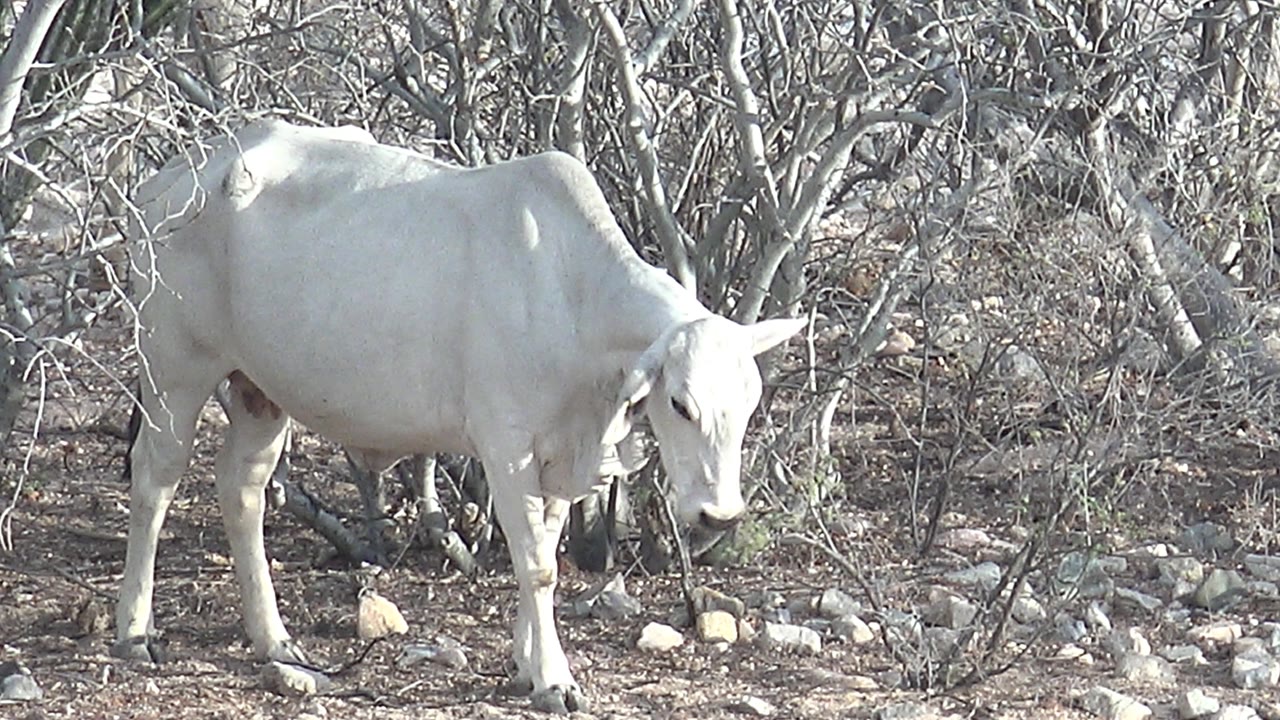 White cow standing with head slightly lowered in dry brush.