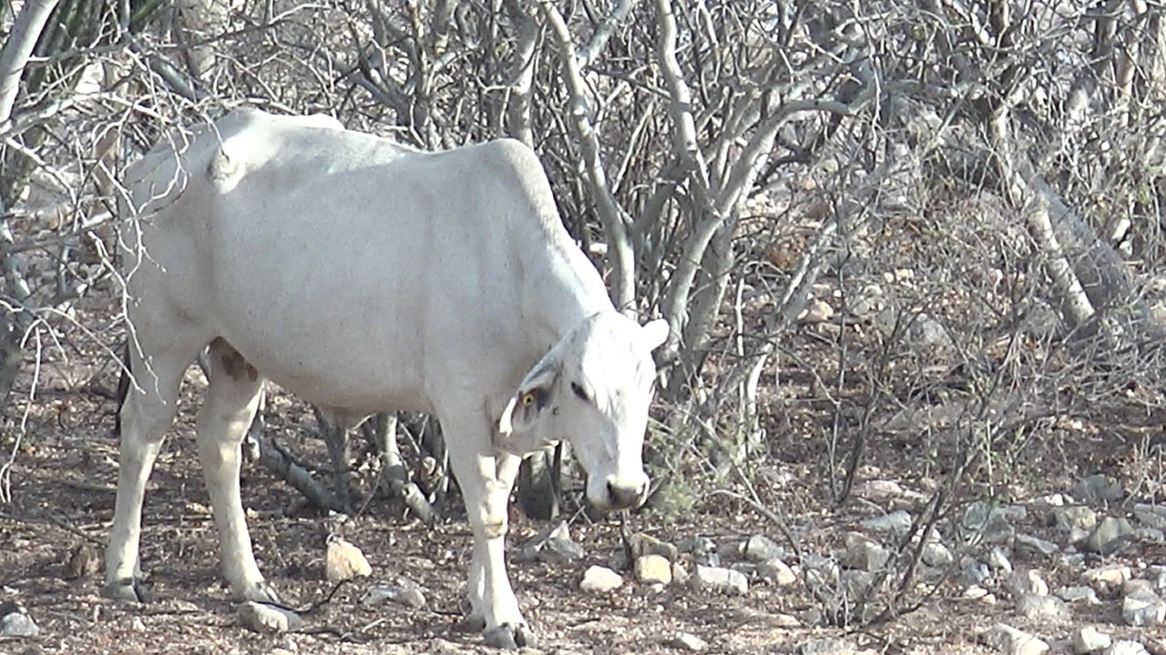 White cow standing on rocky dry ground among bare branches.