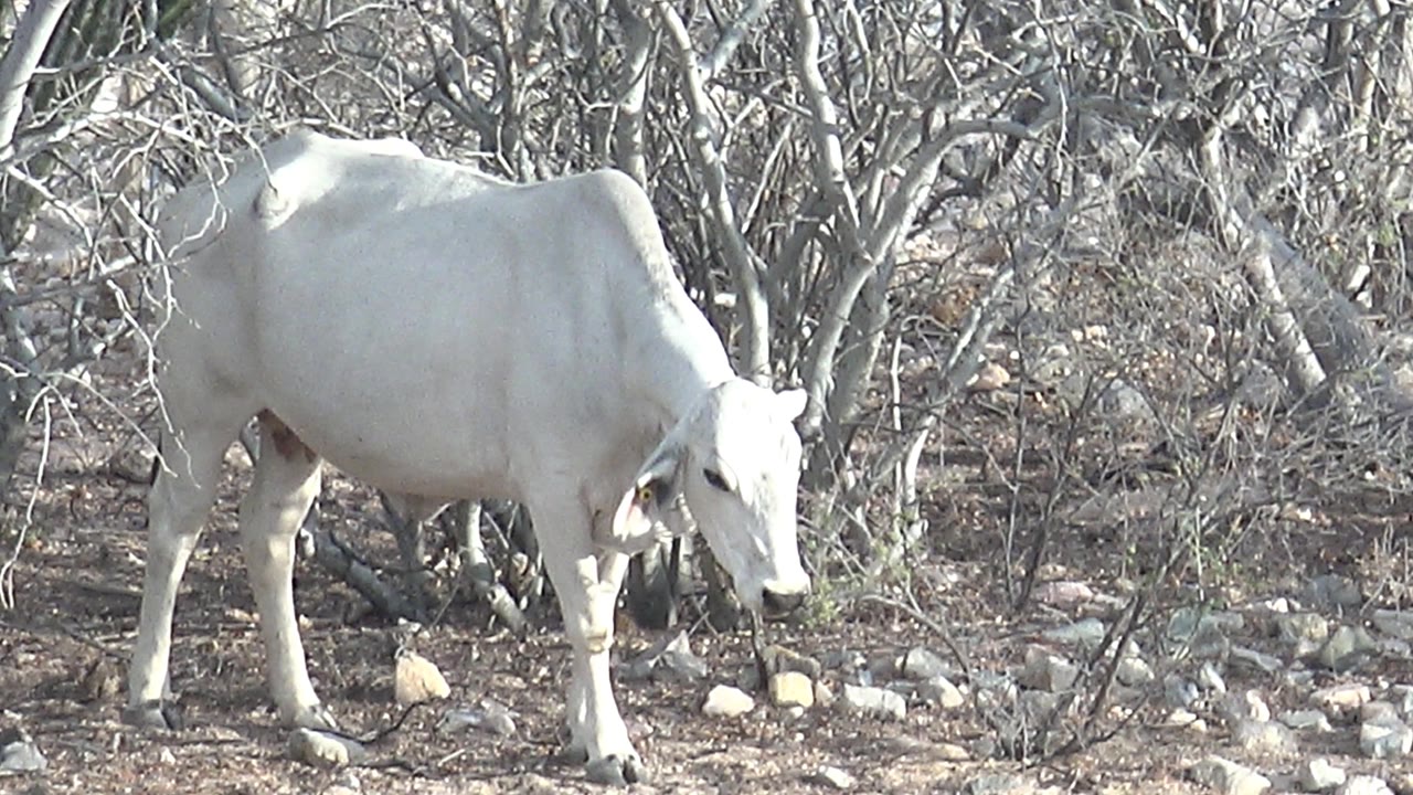 White cow in Cabo Pulmo, Baja California Sur keeps its head low near the rocky ground with pale branches behind it, no visible people.