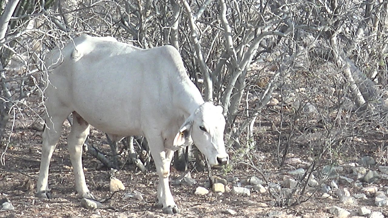 White cow in Cabo Pulmo, Baja California Sur turns its head slightly toward the camera while standing amid rocks and bare brush, no visible people.