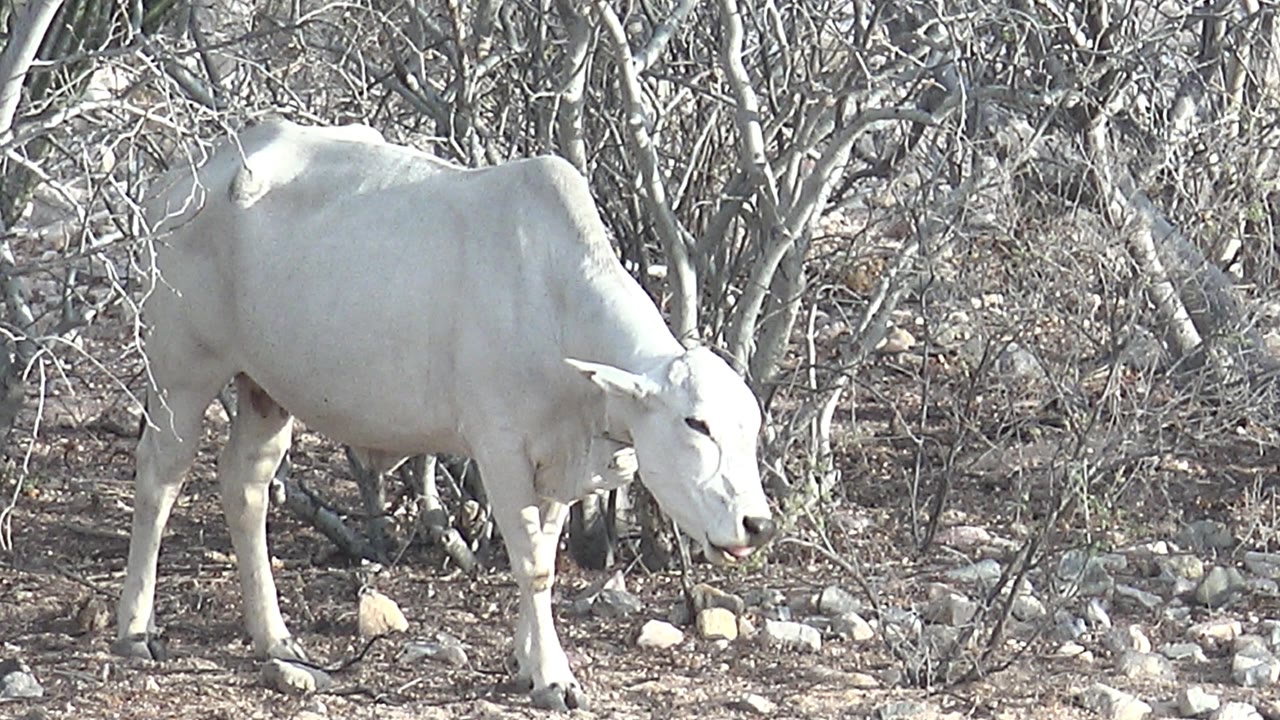 A white cow lowers its head toward dry brush on rocky ground in Cabo Pulmo, Baja California Sur, with no visible people.