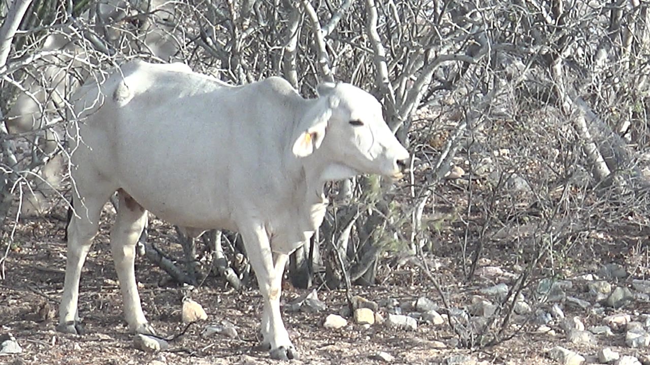 A side view of the white cow with its head lifted beside gray brush and rocky ground in Cabo Pulmo, Baja California Sur, with no visible people.
