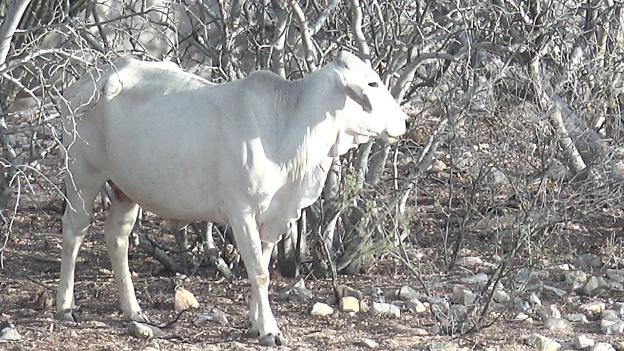 The white cow faces right in bright sunlight, standing amid leafless brush and scattered stones in Cabo Pulmo, Baja California Sur, with no visible people.