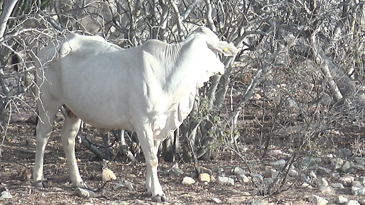 White cow standing broadside in dry rocky brush.