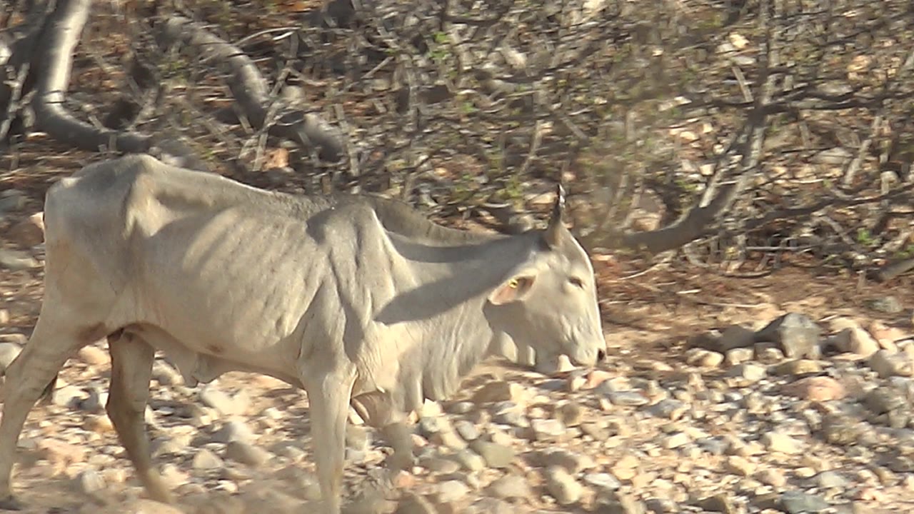 Light-colored antelope enters the frame walking across rocky dry ground in Cabo Pulmo, Baja California Sur, with sparse brush behind it and no visible people.