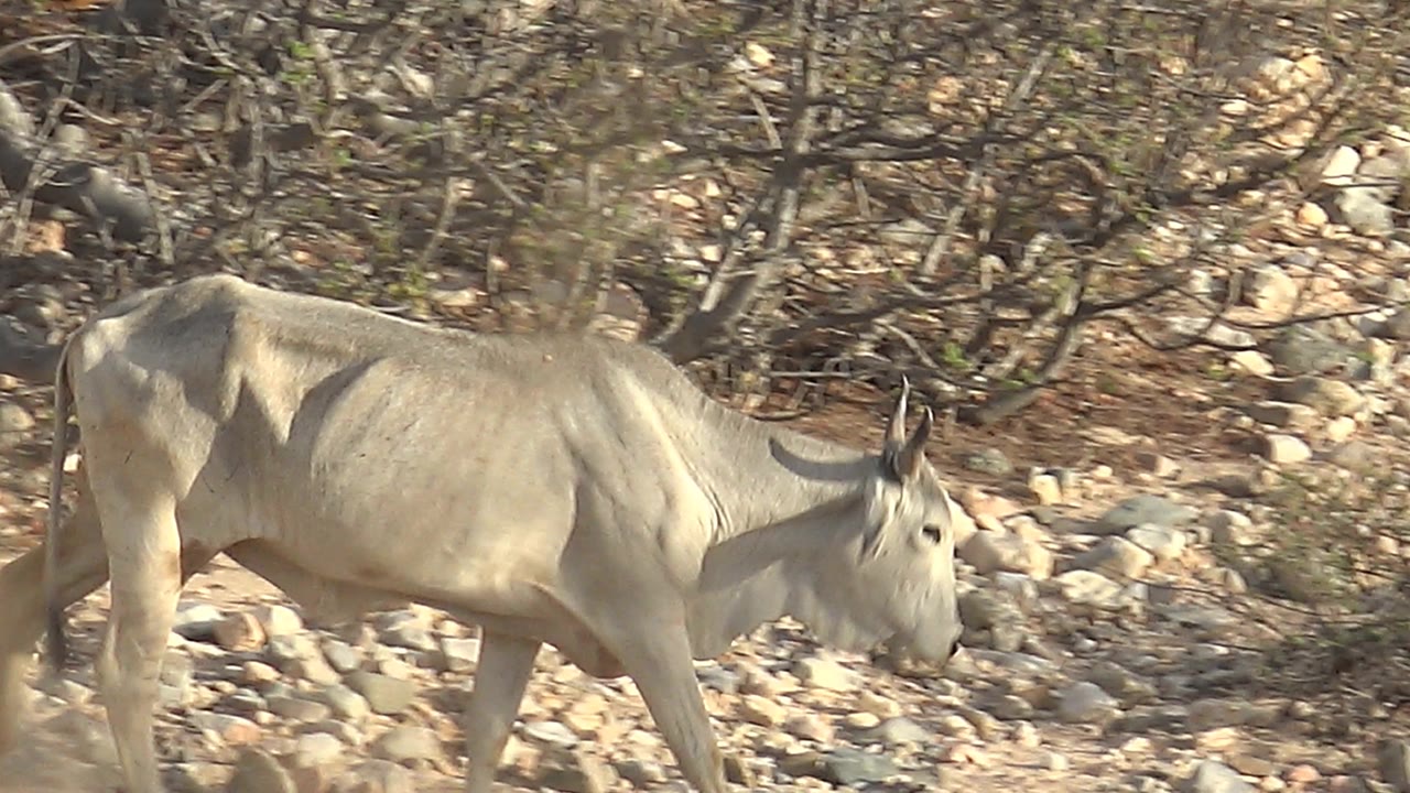 Pale antelope in side profile on stony arid terrain
