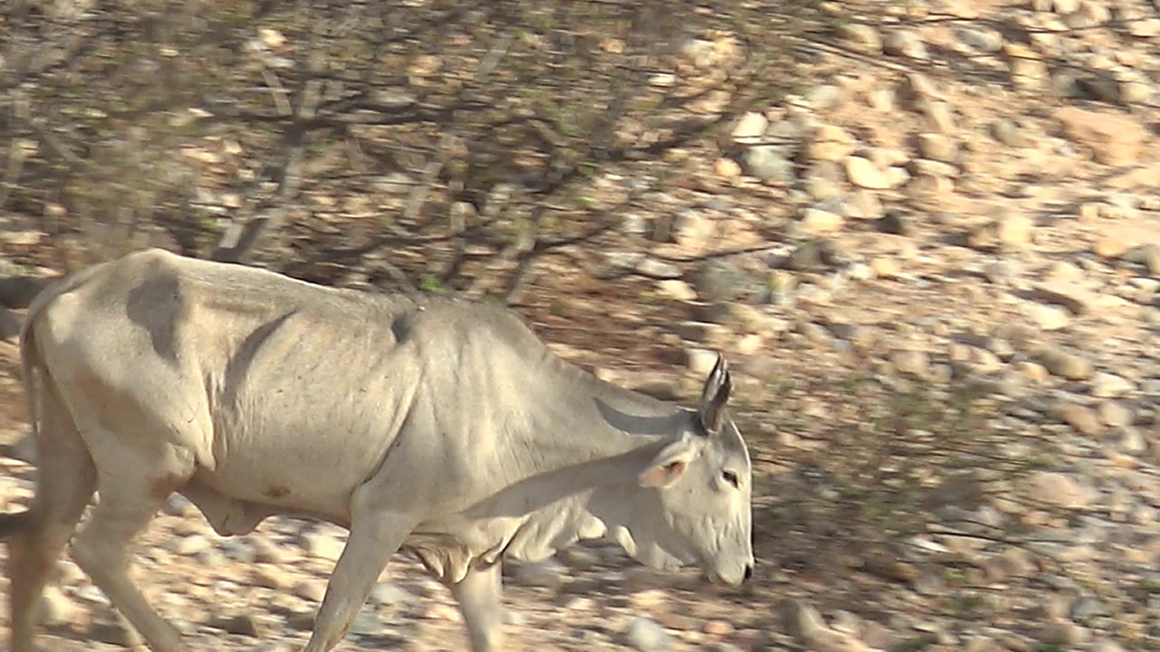 Light-colored antelope moves farther right across scattered rocks in Cabo Pulmo, Baja California Sur, with sparse trees filling the background and no visible people.