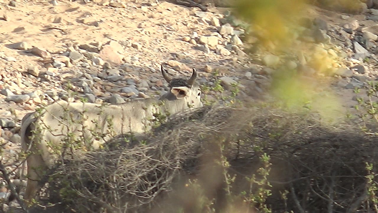 Kudu partly hidden by brush on rocky dry ground.