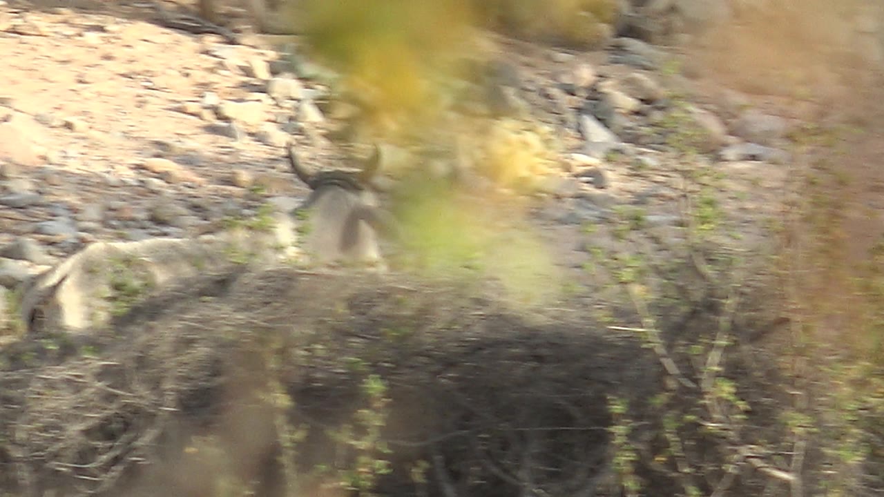 A smaller calf moves across stony dry ground in Cabo Pulmo, Baja California Sur, partly masked by soft yellow-green foreground foliage and no visible people.