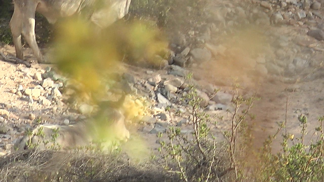 The kudu's lower body and legs are visible near the top of the frame in Cabo Pulmo, Baja California Sur, with rocks, brush, and blurred leaves obscuring much of the view and no visible people.
