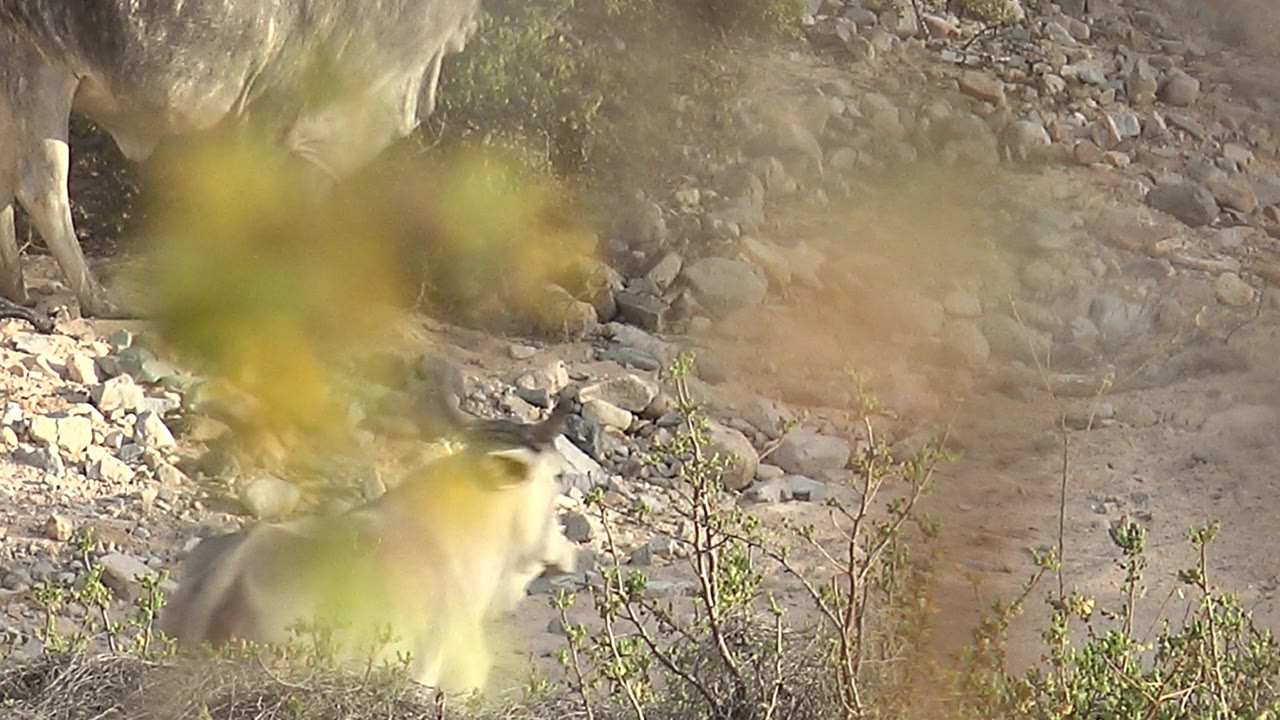 A pale kudu body passes low in the frame in Cabo Pulmo, Baja California Sur, mostly hidden by blurred foreground leaves, dry twigs, and rocky beige ground, with no visible people.