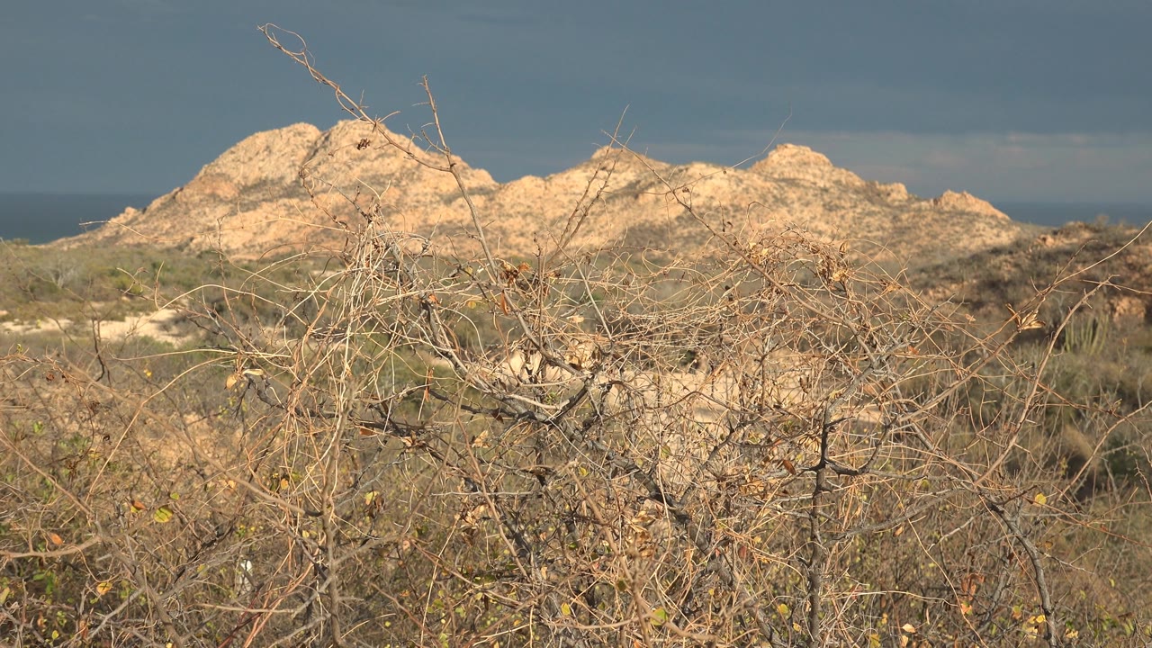 Dry foreground branches cross a view of rocky hills and distant ocean in Cabo Pulmo, Baja California Sur, with muted overcast light and no visible people.