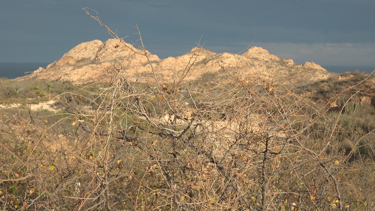 Tangled dry brush sits close to the camera as pale rocky hills and a thin ocean band remain visible in Cabo Pulmo, Baja California Sur, with no visible people.