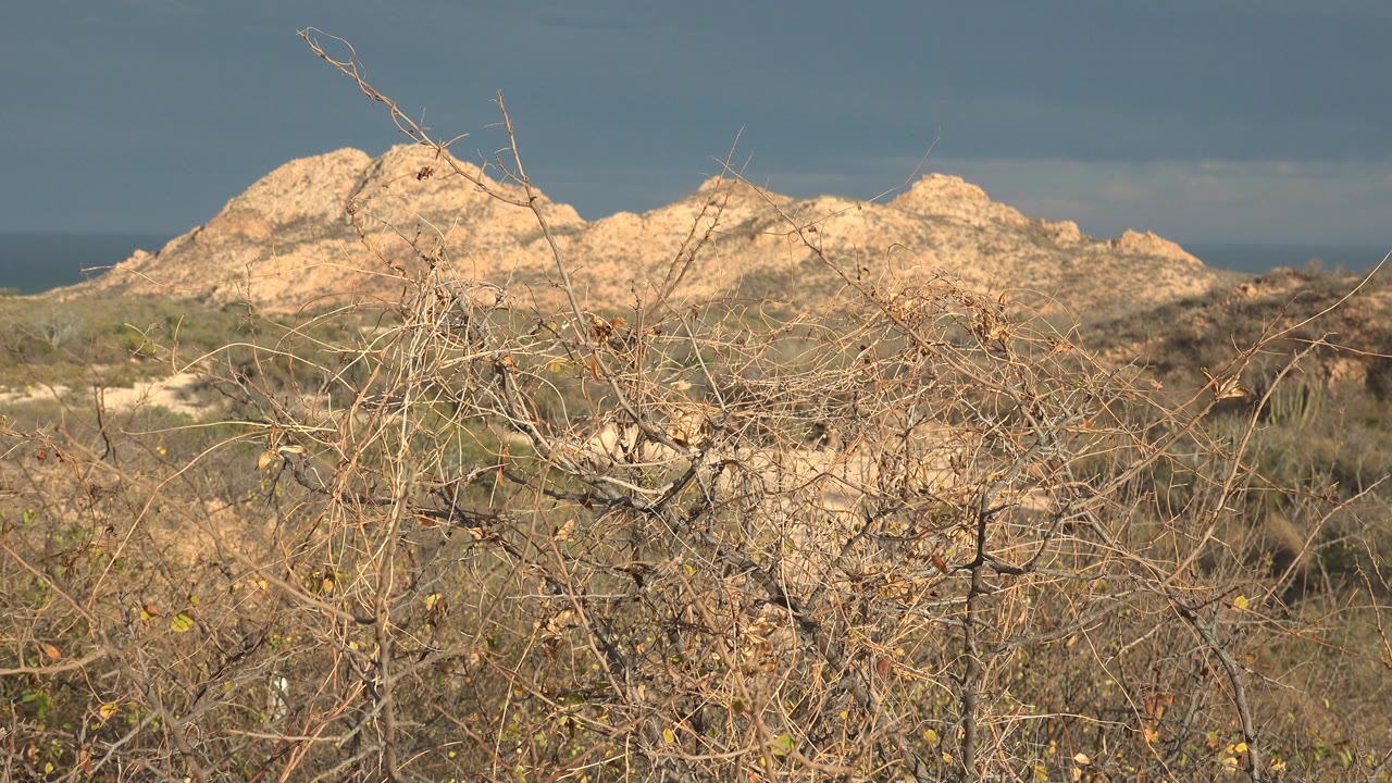 Dry coastal vegetation fills the lower frame before sunlit rocky hills, distant ocean, and gray sky in Cabo Pulmo, Baja California Sur, with no visible people.