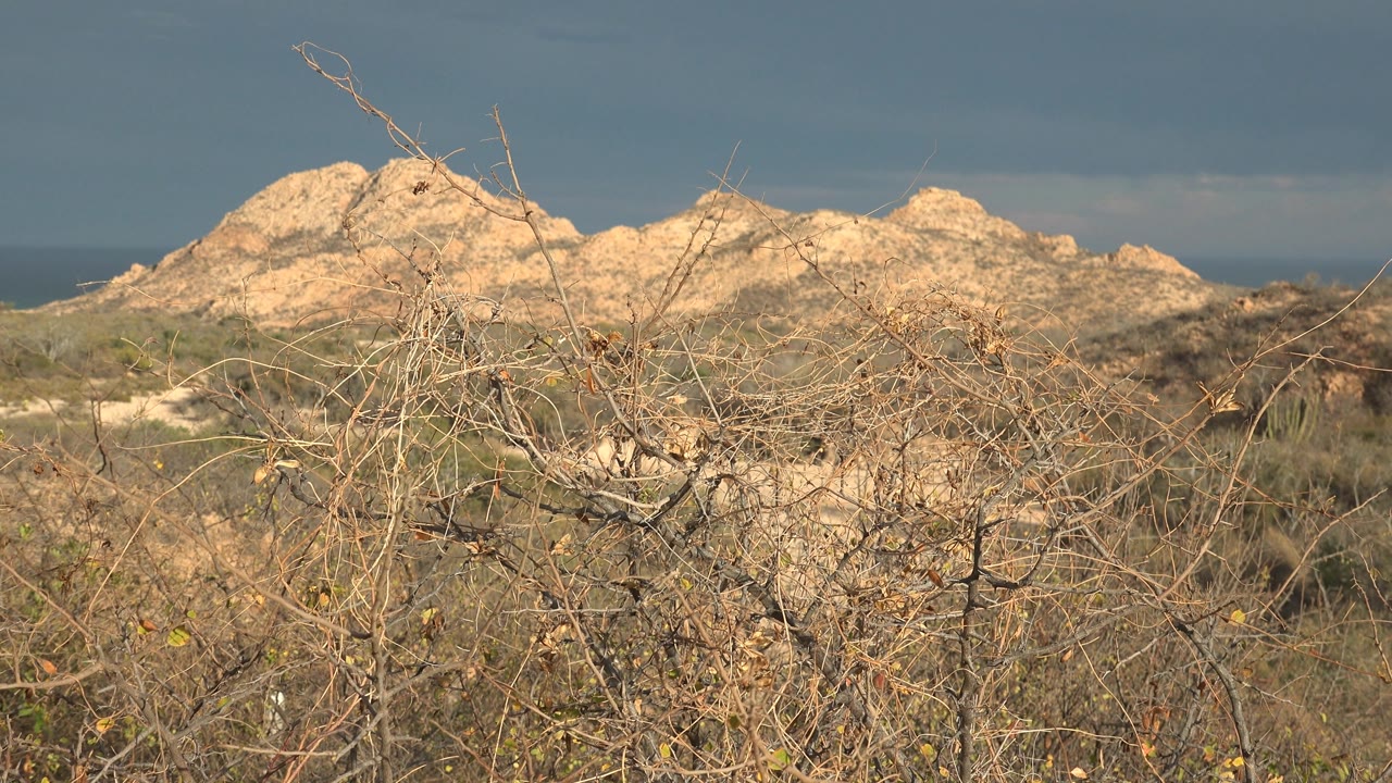 Windblown dry branches with rocky hills and ocean horizon.