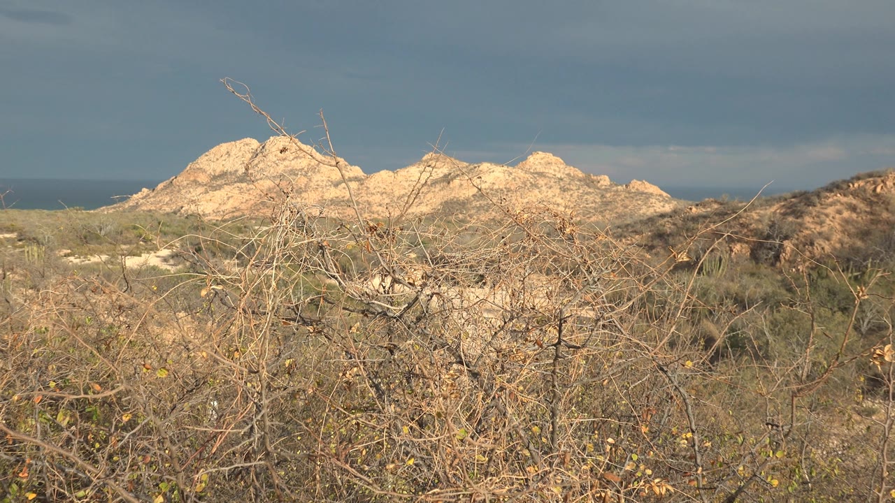 Opening frame of Cabo Pulmo dry shrubland with pale rocky outcrops, a thin ocean horizon, gray overcast sky, and no visible people.