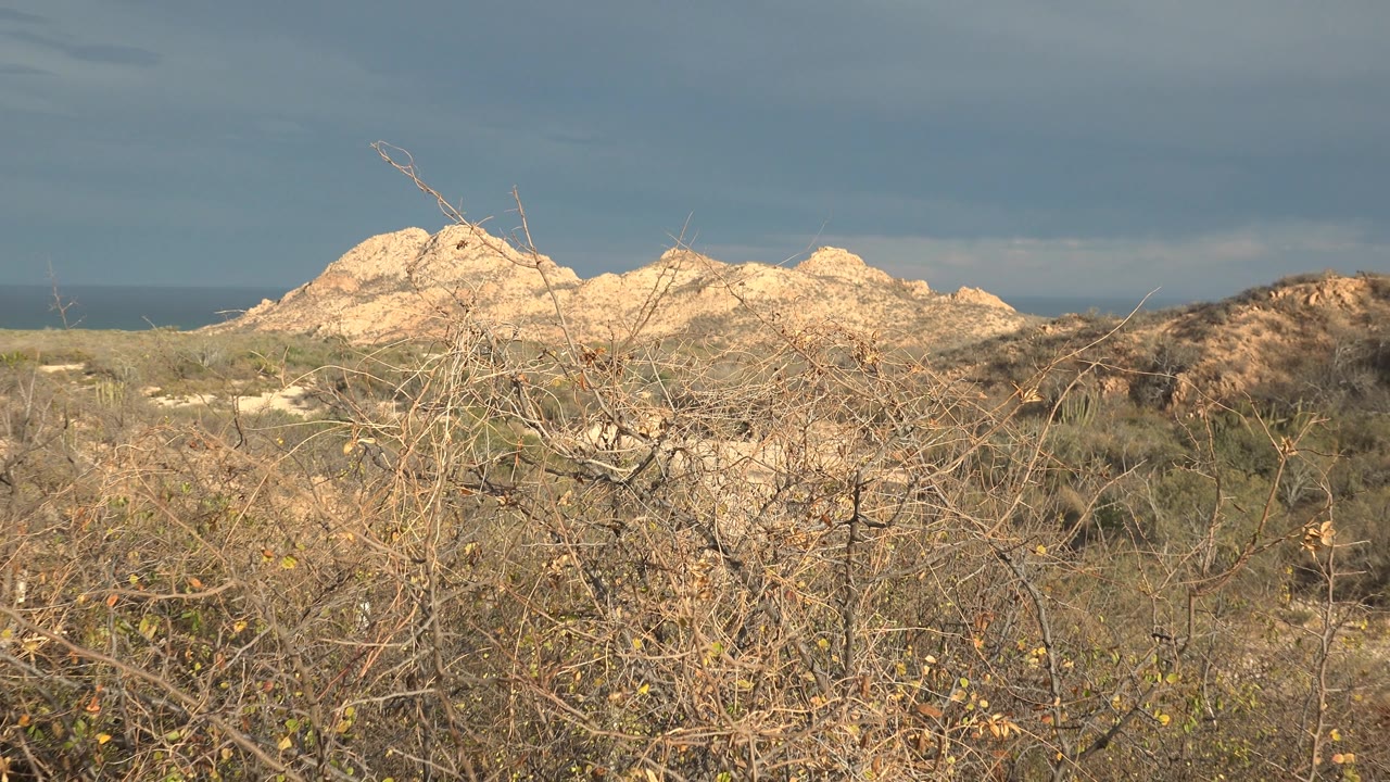 Second frame in Cabo Pulmo showing tangled dry brush in the foreground, pale rock formations in the midground, ocean behind them, and no visible people.