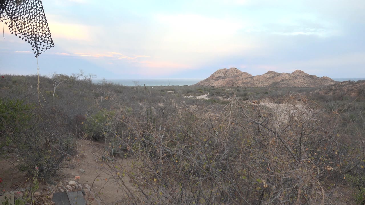A slightly shifted view of the Cabo Pulmo path shows thicker foreground branches, open scrubland, distant rocky hills, and no visible people.
