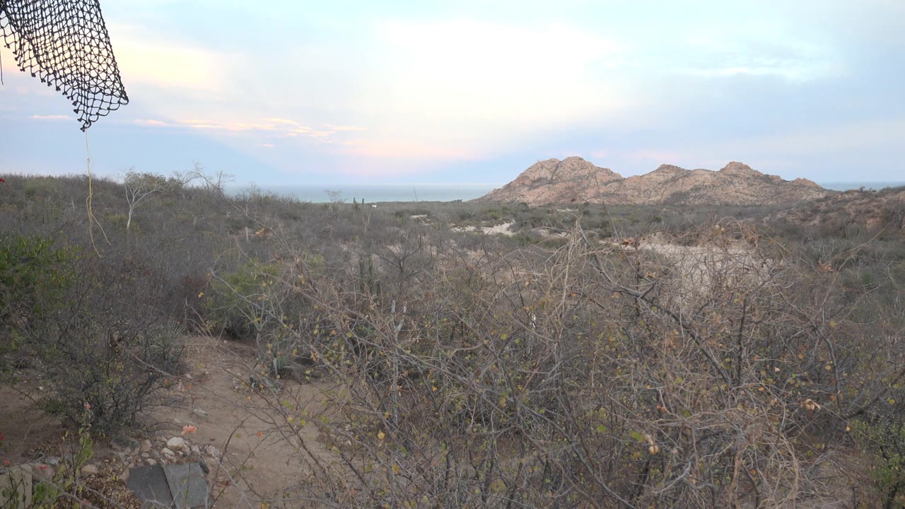 Desert trail and tangled shrubs with rocky hills in the distance.