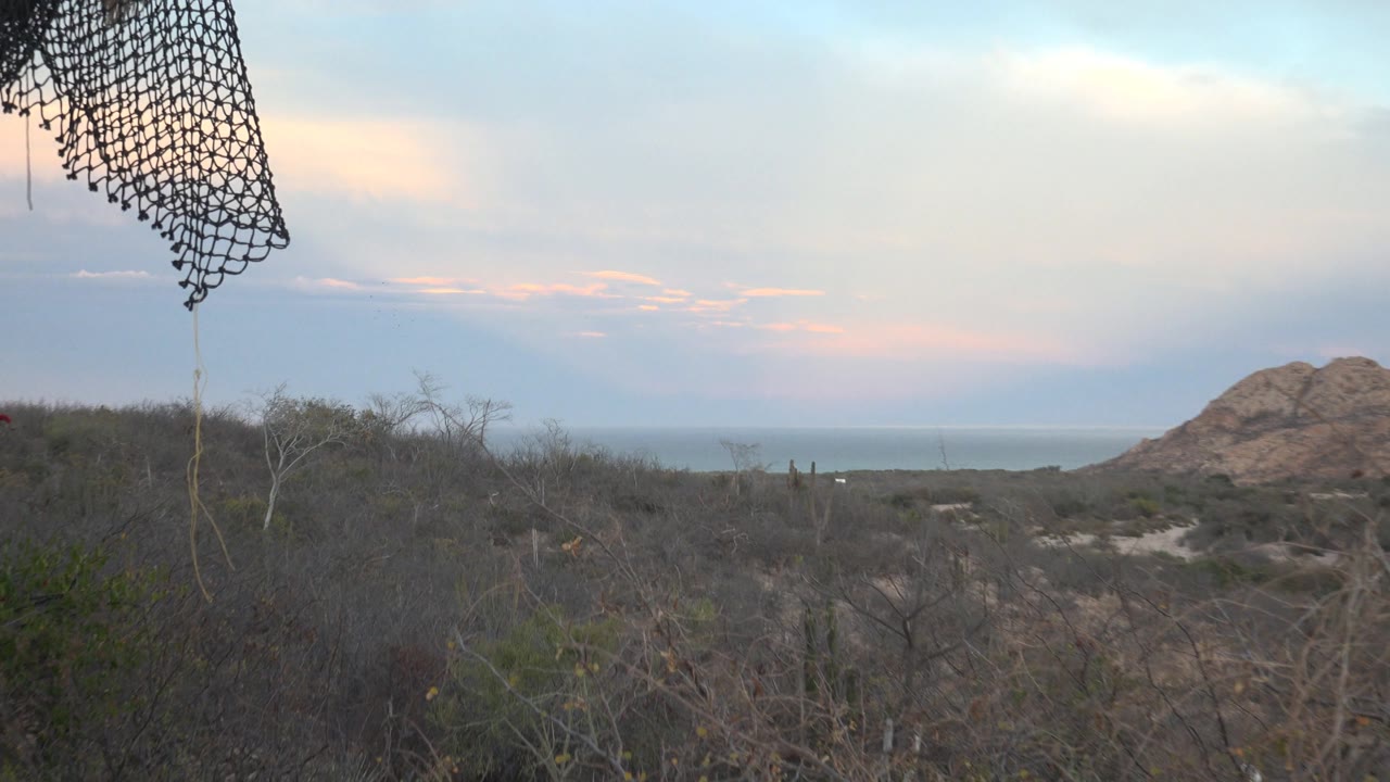 Mid-pan view in Cabo Pulmo with tangled dry brush across the foreground, a rocky hill near the right edge, muted blue-pink clouds, and no visible people.