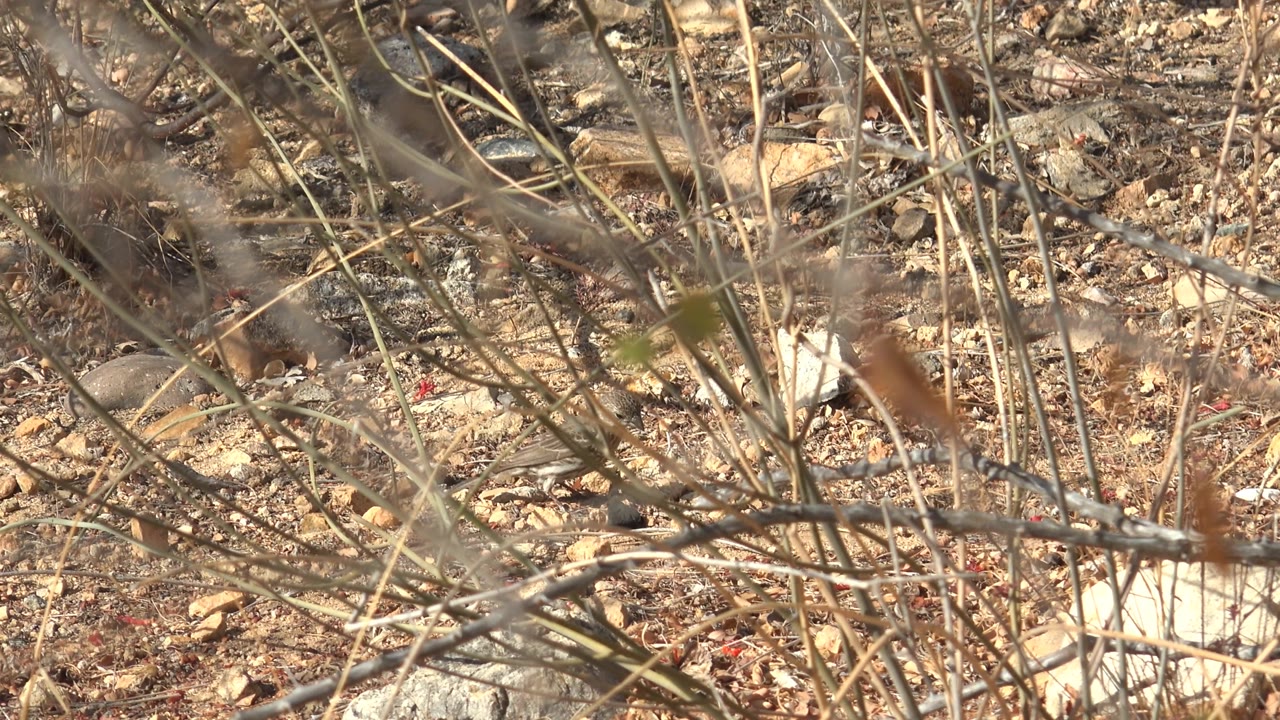 Dry twigs over rocky soil with a small red berry.