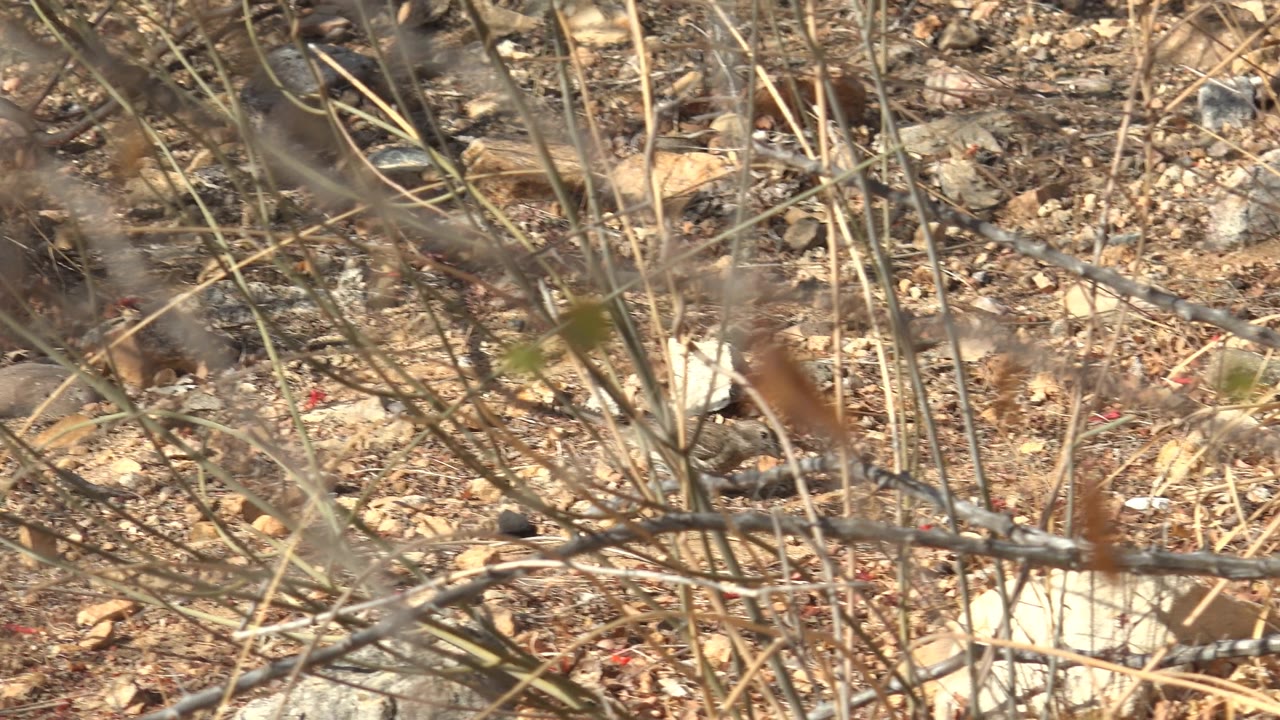 A tight ground-level view in Cabo Pulmo shows dry brown twigs, pale rocks, and sparse stems across earthy soil, with no visible people.