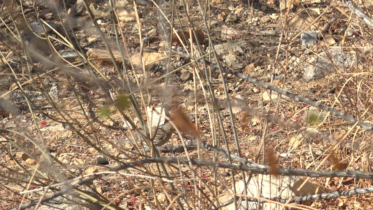 Foreground twigs partially obscure rocky Cabo Pulmo ground with tan soil, scattered stones, and thin dry stems, with no visible people.