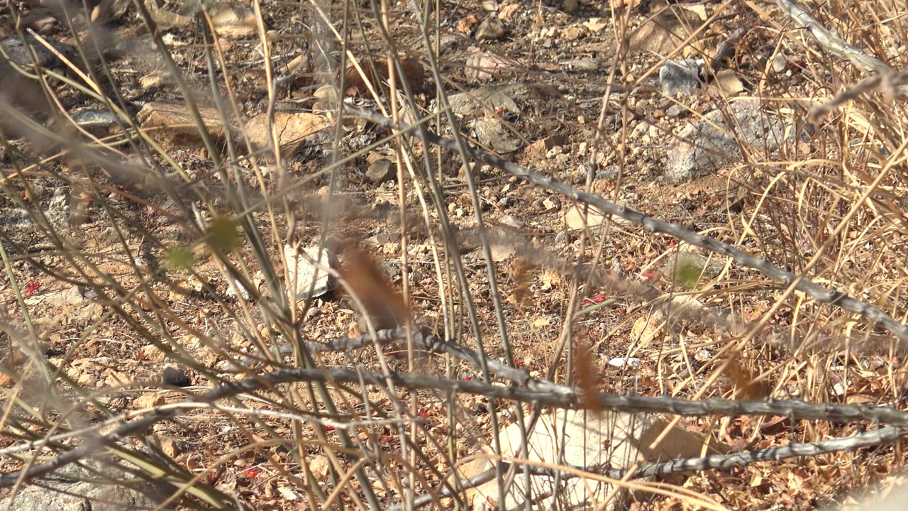 At 0:00, a small rodent is partly visible behind thin dry branches on rocky ground in Cabo Pulmo, Baja California Sur, with no visible people.