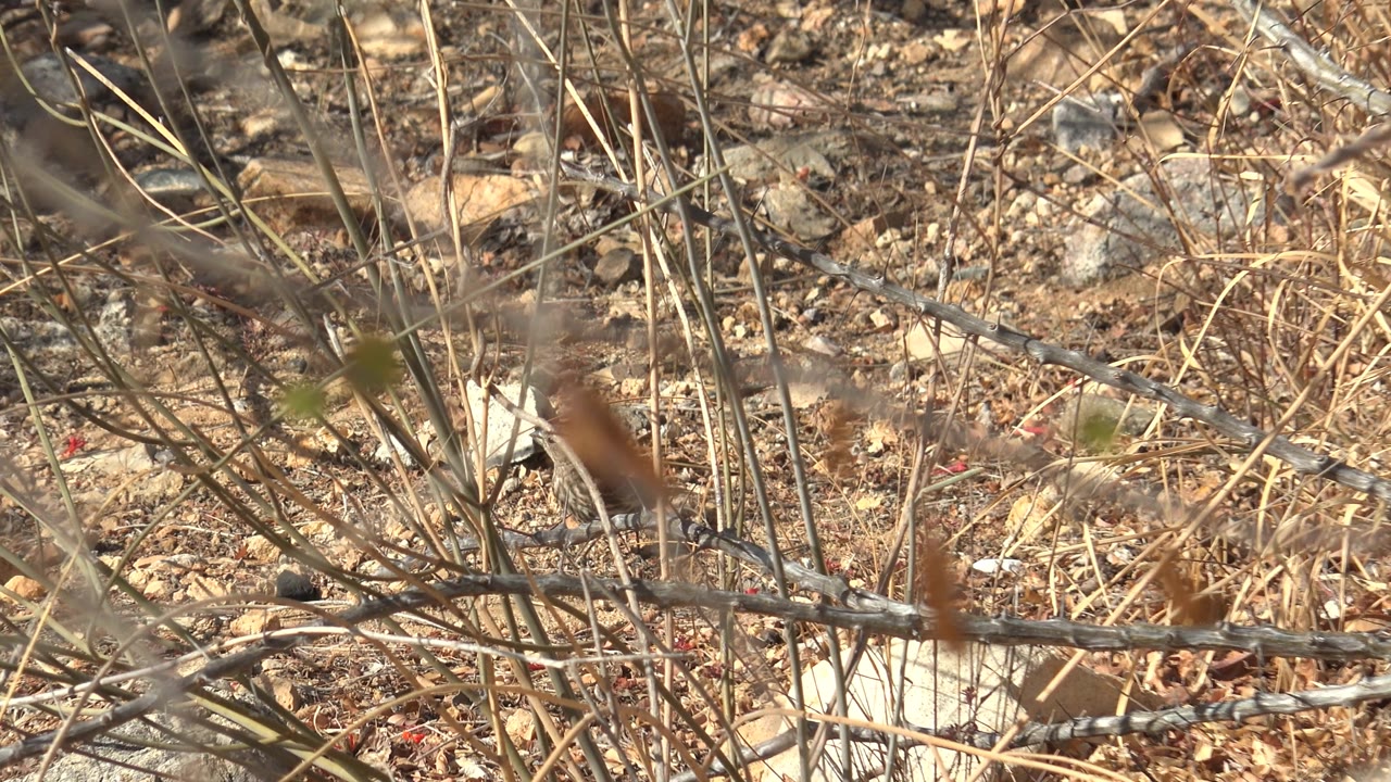 Rodent remains obscured among dry twigs and pale stones.