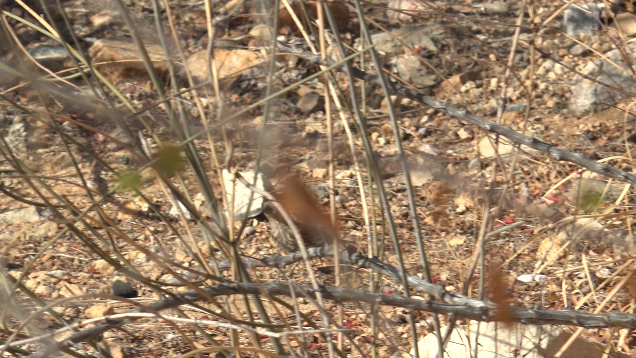At 0:02, thin foreground branches and dry seed heads obscure most of the small rodent on rocky Cabo Pulmo terrain, with no visible people.