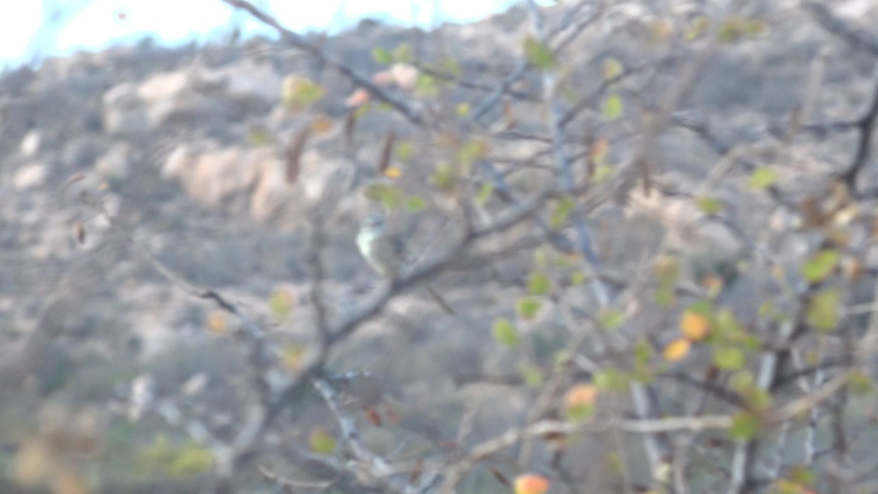 Small bird perched near the center of sparse branches in Cabo Pulmo, Baja California Sur, with a blurred rocky hillside behind it and no visible people.