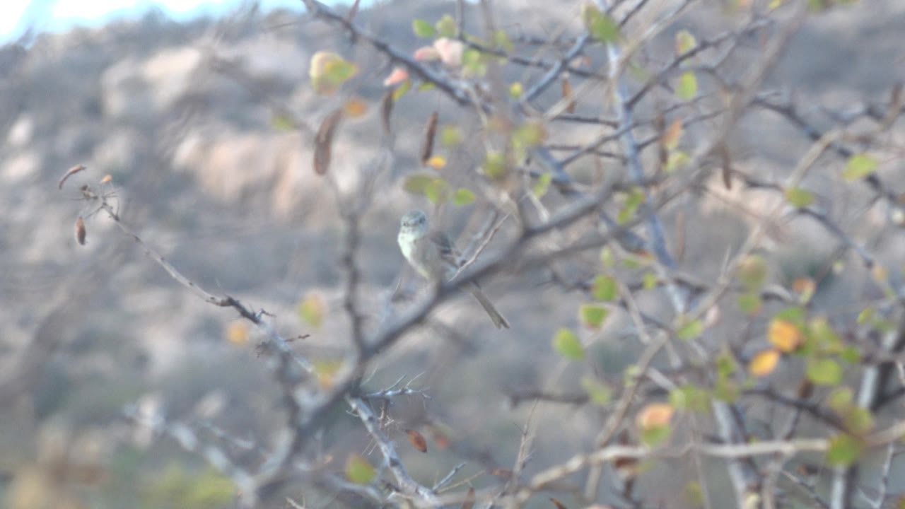 Small gray-green bird sits on a slender branch in Cabo Pulmo, with scattered leaves and a pale rocky hillside out of focus behind it and no visible people.