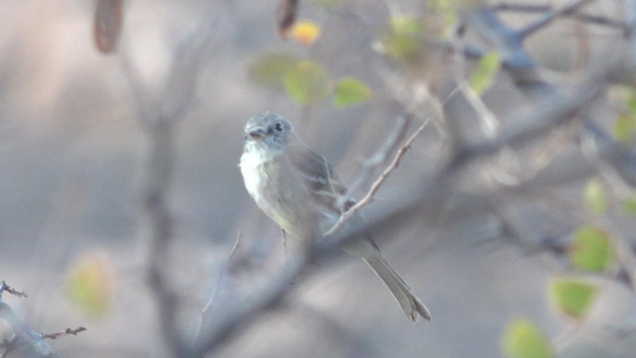Small gray-brown bird faces slightly toward camera on a thin branch in Cabo Pulmo foliage, with blurred twigs around it and no visible people.