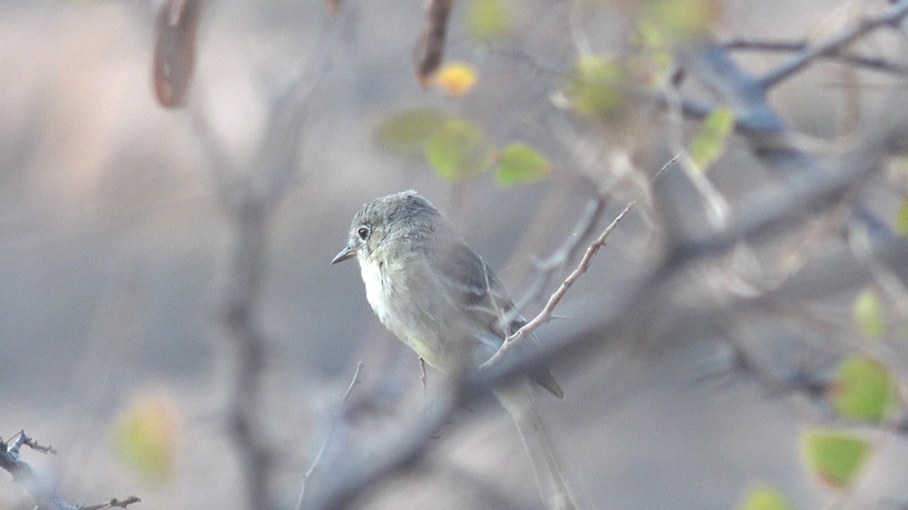 Small bird turns its head left while perched on a thin branch in Cabo Pulmo, framed by blurred brush and scattered green leaves with no visible people.