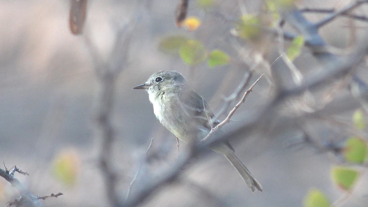 Small gray bird holds a clearer side profile on a thin branch in Cabo Pulmo brush, with soft green leaves and out-of-focus twigs behind it and no visible people.
