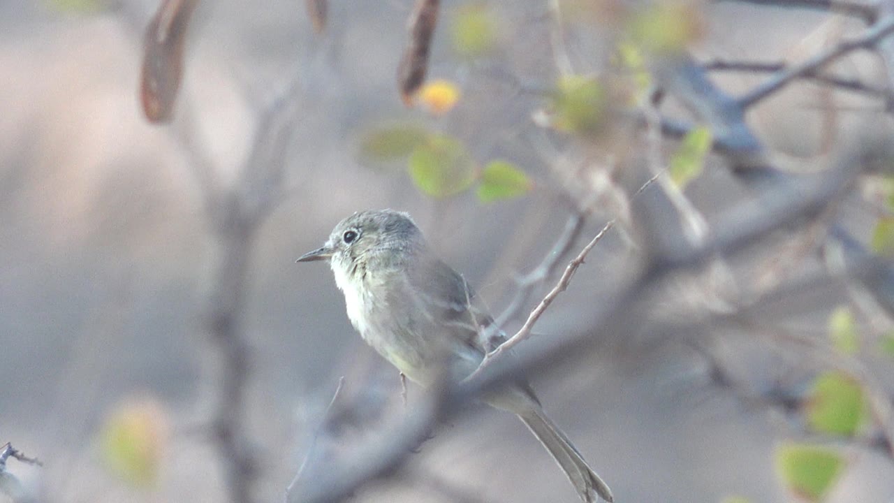 Small bird perched on a thin branch in Cabo Pulmo, Baja California Sur, with soft blurred branches around it and no visible people.