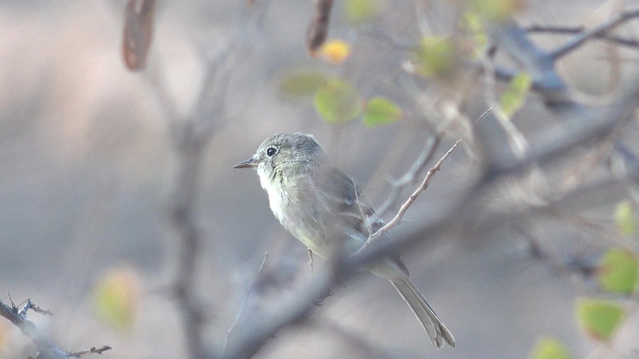 Small bird facing left from a branch in Cabo Pulmo, with its pale chest visible through foreground twigs and no visible people.