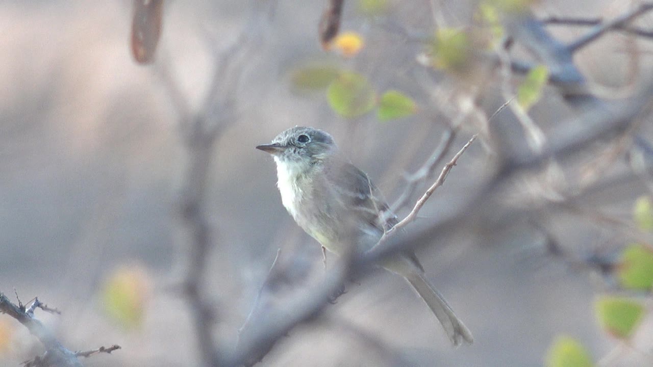 Small bird perched upright in Cabo Pulmo with its beak pointed left, tail angled down, and no visible people in the natural branch setting.