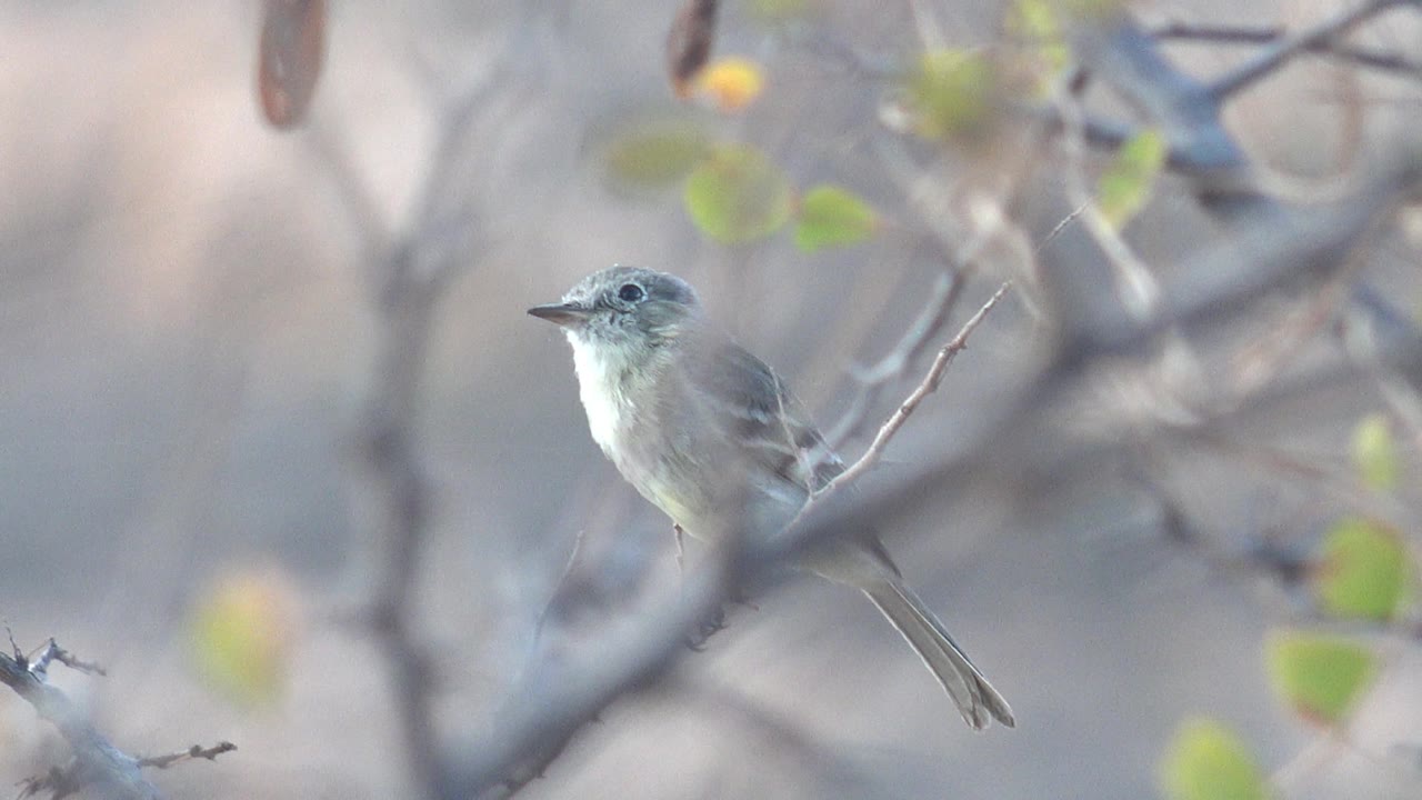 Small bird on a branch with its head angled left and soft leaves in the background.